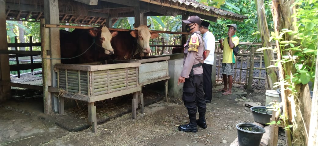 Hati Hati Penyakit PMK Hewan Ternak.